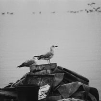 two seagulls on a shipwreck (square) von Hacer Merve Alanyali
