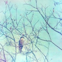 gray jay in a tree by Priska  Wettstein