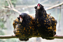 Hühner auf der Stange by nihat-nupho-uysal