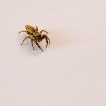 Little Jumping Spider by safaribears