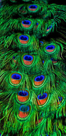 Peacock Feather by Aditya Sakha Kusuma Minulyo