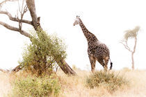 Camelopard Giraffe High Key by Víctor Bautista