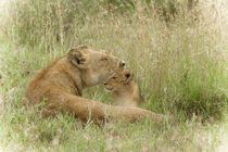 Lioness and cub von Víctor Bautista