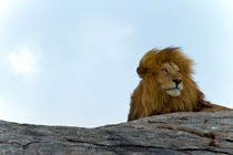 Lion King by Víctor Bautista