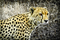 Cheetah by Víctor Bautista