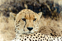 Cheetah portrait by Víctor Bautista