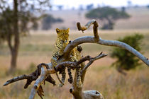 Leopard on tree by Víctor Bautista