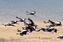 Crowned cranes by Víctor Bautista