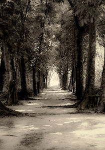 Forest Path by Aditya Sakha Kusuma Minulyo