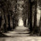 'Forest Path' by Aditya Sakha Kusuma Minulyo