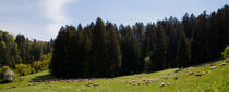 Flock of Sheep, Black Forest von safaribears
