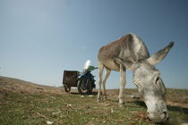 Donkey on the Road by Peter van Beek