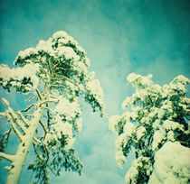 Lapland forest von Giorgio Giussani