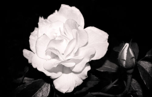 Night-roses