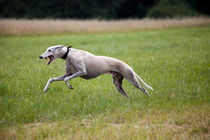 Sighthound speeding up by safaribears