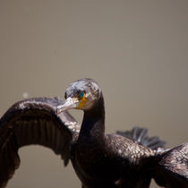 Cormorant by safaribears