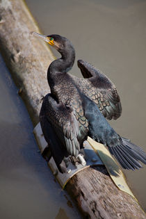 Cormorant by safaribears