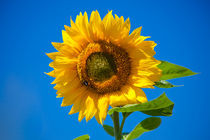 Sunflower by safaribears