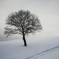 Winter's silence // Winterstille by Eva Stadler