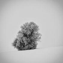 Lonely tree von Eva Stadler