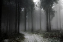 Wald - Winter - Nebel - Poster von jaybe