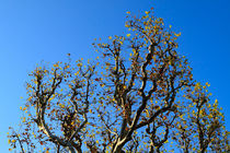 Plane Trees in Autumn by Louise Heusinkveld