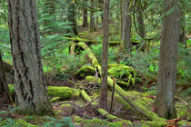 Temperate Rainforest by Louise Heusinkveld