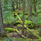Rainforest5476