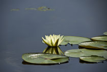 Water lily in the Srinagar's Lake, INDIA von Alessia Travaglini