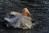 Pelikan beim Baden von Wolfgang Dufner