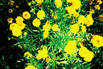 bright flowers von Giorgio Giussani