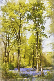 Bluebell woods in the spring von Graham Prentice