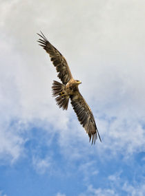 Eagle in flight by Graham Prentice