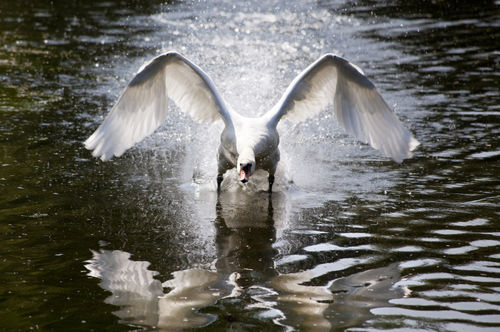 Swan01