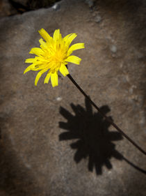 Yellow daisy with shadow by Graham Prentice