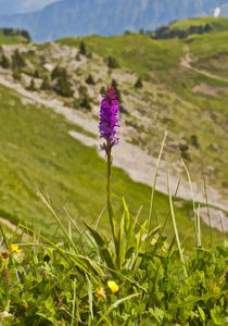 Swiss orchid by Graham Prentice