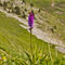 Swiss-orchid