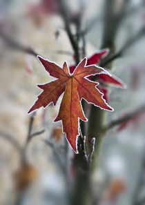 Acer leaf with frosty outline by Graham Prentice