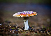 Fly Agaric Toadstool by Graham Prentice