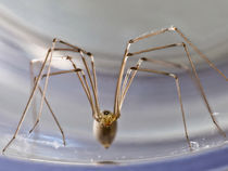 Spider - arachnophobes beware! von Graham Prentice