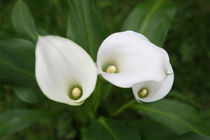 Cala Lilies by Linda More