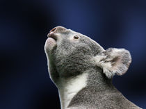 Cute Koala looking up in wonder von Linda More