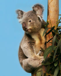 Koala in eucalyptus tree  by Linda More