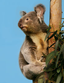Koala in eucalyptus tree  by Linda More