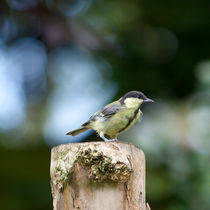 Young Great Tit by safaribears