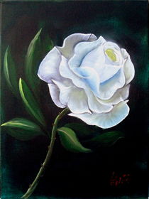 weiße Rose von Christa Leyer