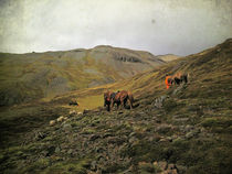 Gathering sheep in the Highlands of Iceland, using horses by Kristjan Karlsson