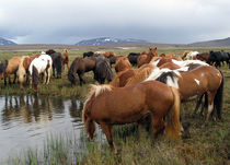 Horses at rest in the Highland of Iceland von Kristjan Karlsson