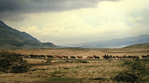 Icelandic horses in  a icelandic Nature von Kristjan Karlsson