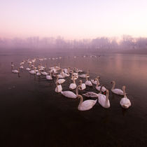 Swan Lake by Daniel Zrno
